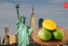 Varanasi's Langda mangoes reach America