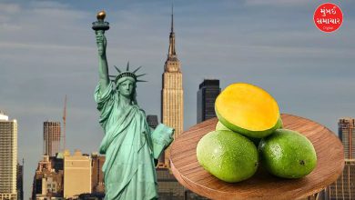 Varanasi's Langda mangoes reach America