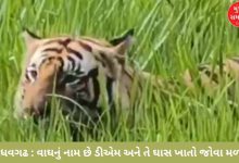 When did the carnivorous tiger start eating grass? If you don't believe me, watch the video...