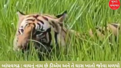 When did the carnivorous tiger start eating grass? If you don't believe me, watch the video...