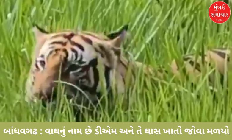 When did the carnivorous tiger start eating grass? If you don't believe me, watch the video...