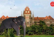 Will 'Madhuri' the elephant be taken to Gujarat