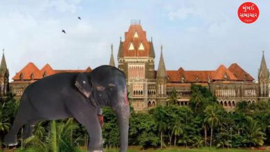 Will 'Madhuri' the elephant be taken to Gujarat