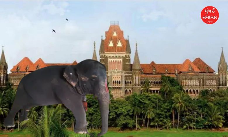 Will 'Madhuri' the elephant be taken to Gujarat