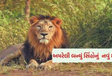 સિંહોની વસ્તી ગણતરી 2025: ગુજરાતમાં 891 સિંહો, અમરેલી બન્યું સિંહોનું નવું ઘર પણ રેલવે ટ્રેક પરના મૃત્યુ ચિંતાનો વિષય