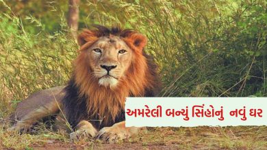 સિંહોની વસ્તી ગણતરી 2025: ગુજરાતમાં 891 સિંહો, અમરેલી બન્યું સિંહોનું નવું ઘર પણ રેલવે ટ્રેક પરના મૃત્યુ ચિંતાનો વિષય