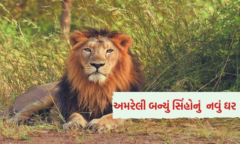 સિંહોની વસ્તી ગણતરી 2025: ગુજરાતમાં 891 સિંહો, અમરેલી બન્યું સિંહોનું નવું ઘર પણ રેલવે ટ્રેક પરના મૃત્યુ ચિંતાનો વિષય