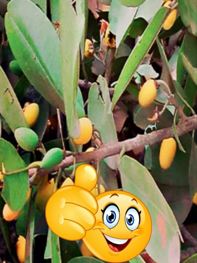 ઉનાળાના દેશી ફળ રાયણના વૃક્ષના ફાયદા જાણો છો?