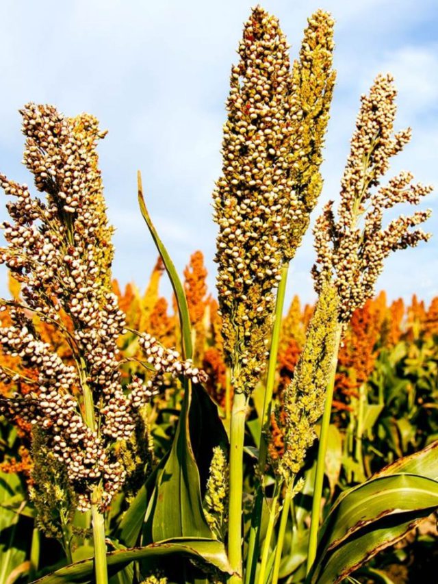 જુવાર કે બાજરો નહીં આ લોટની રોટલી ડાયાબિટીક પેશન્ટ માટે છે આશિર્વાદ સમાન…