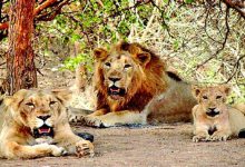 "Asiatic Lion Census Complete: Gujarat's Pride"