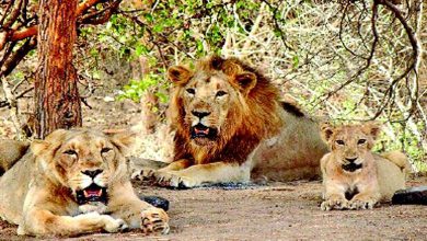 "Asiatic Lion Census Complete: Gujarat's Pride"