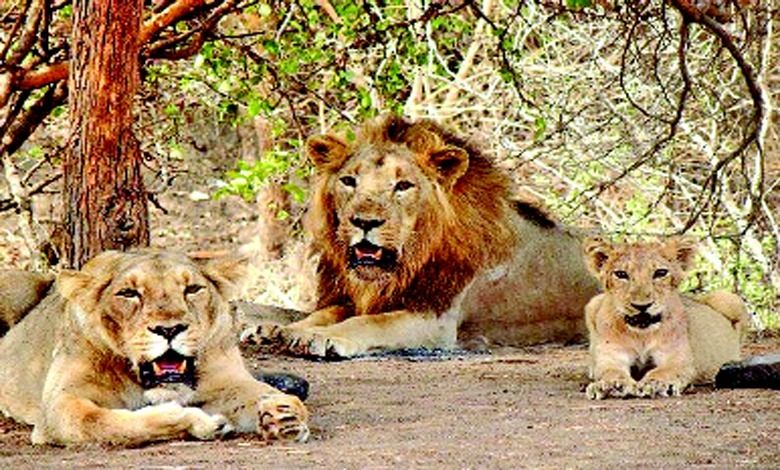 "Asiatic Lion Census Complete: Gujarat's Pride"