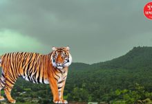 A male tiger is roaming in the forest of Devgadh Baria.