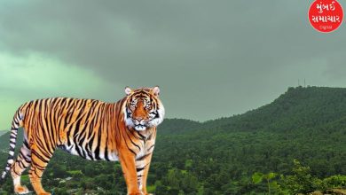 A male tiger is roaming in the forest of Devgadh Baria.