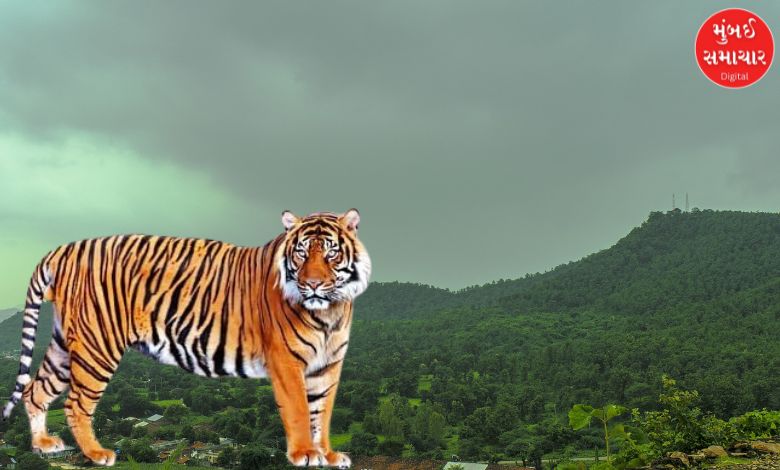 A male tiger is roaming in the forest of Devgadh Baria.