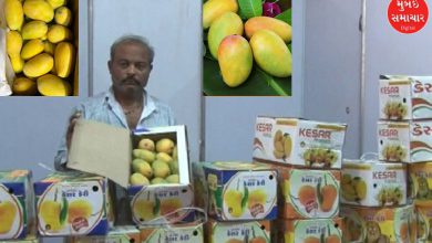 Ahmedabadites will enjoy the bounty of organic mangoes at Kesar Mango Festival 2025