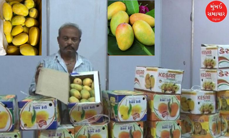 Ahmedabadites will enjoy the bounty of organic mangoes at Kesar Mango Festival 2025