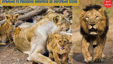 Lion population in the state has been declared, know how much percentage has increased in 5 years