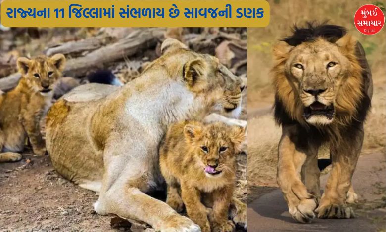 Lion population in the state has been declared, know how much percentage has increased in 5 years