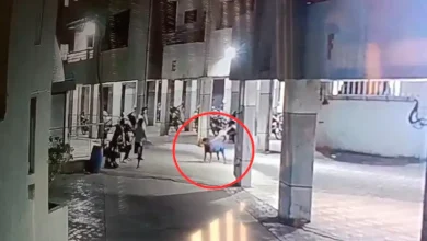 "Pet Dog Kills 4-Month-Old Baby Girl in Ahmedabad Attack"