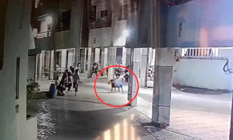 "Pet Dog Kills 4-Month-Old Baby Girl in Ahmedabad Attack"