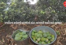 VIDEO: Unseasonal rains wreak havoc in Rajkot; Horticultural crops suffer heavy losses, farmers worried