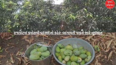 VIDEO: Unseasonal rains wreak havoc in Rajkot; Horticultural crops suffer heavy losses, farmers worried