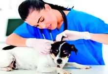 Veterinarians: Key to a Healthy World