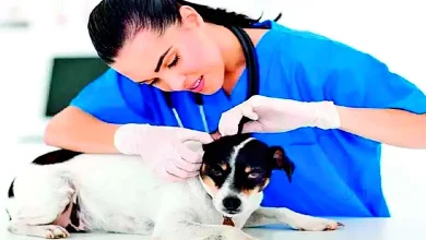 Veterinarians: Key to a Healthy World