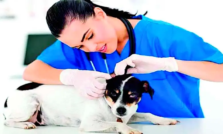 Veterinarians: Key to a Healthy World