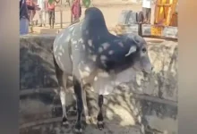 Bull rescued from deep well in Washim, Maharashtra