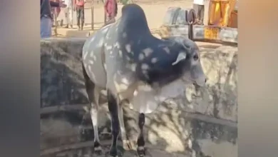 Bull rescued from deep well in Washim, Maharashtra