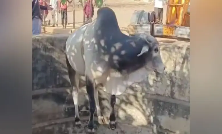 Bull rescued from deep well in Washim, Maharashtra