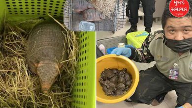 120 rare animals found in luggage of two tourists from Bangkok
