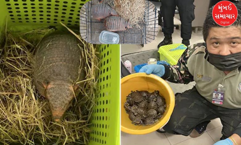 120 rare animals found in luggage of two tourists from Bangkok