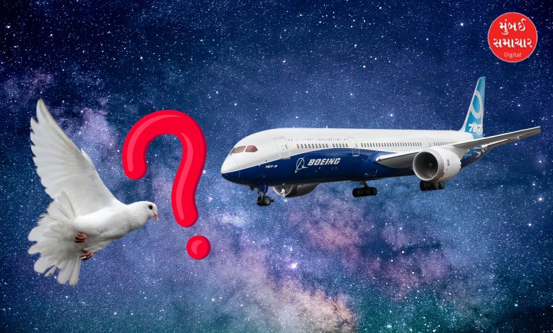 Ahmedabad plane crash The mystery of the bird hit