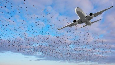 વિમાનોને બર્ડ હિટનો ખતરો: બીએમસી એક્શનમાં પક્ષીઓને આકર્ષતા વર્સોવાના કચરાના વર્ગીકરણ કરતા આરટીએસ પર શેડ નાખવા ૧૫ દિવસમાં ટેન્ડર