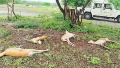 Blackbuck dies due to rain in Bhavnagar