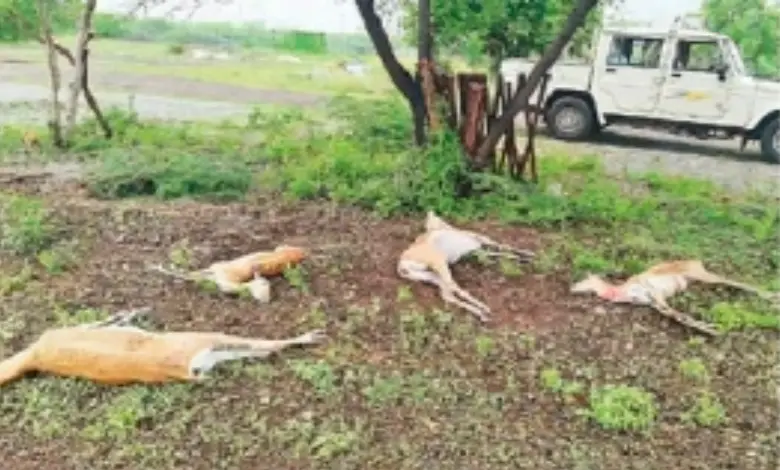 Blackbuck dies due to rain in Bhavnagar