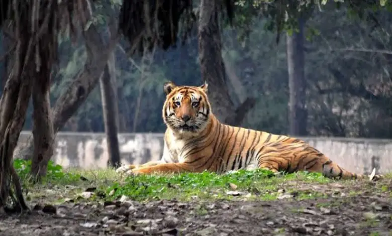 ચંદ્રપુરમાં વાઘનો આતંક