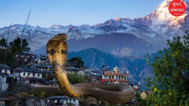 Cobra attack in Kathmandu