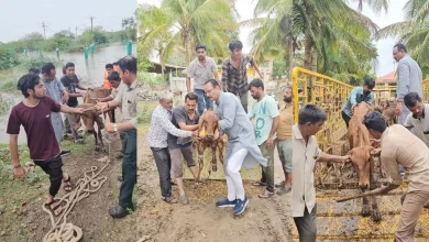 ભાવનગર વરસાદ