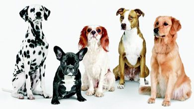 Focus: Is pet culture emerging in the country?