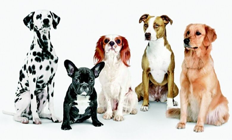 Focus: Is pet culture emerging in the country?