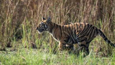 આ તારીખથી તમે તાડોબામાં ટાઈગરને જોઈ શકશો નહીંઃ પ્રવાસીઓ ધ્યાન આપે