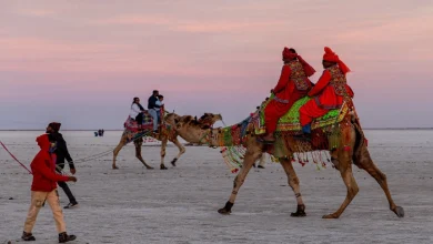 કચ્છમાં આ રીતે થશે ઊંટ દિવસની ઉજવણી