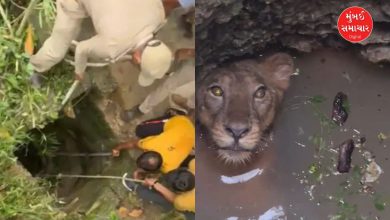 શિકાર કર્યા બાદ શિકારી સિંહ ખુદ કૂવામાં પડ્યોઃ વન વિભાગે કર્યો રેસ્ક્યુ, જૂઓ વીડિયો