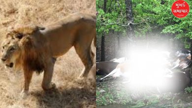 Lions kill 32 dairy cattle in Bagasara's Sapar! 10 injured; Locals in fear