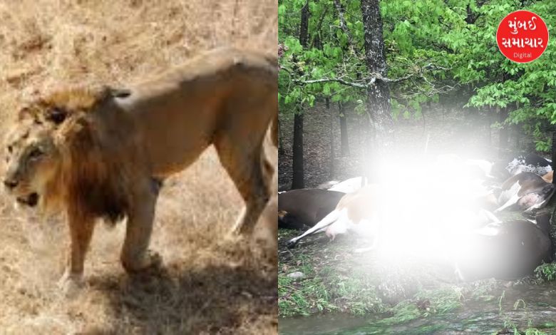 Lions kill 32 dairy cattle in Bagasara's Sapar! 10 injured; Locals in fear