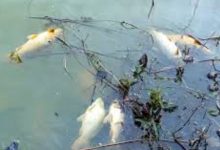 Mysterious death of fish in Mandvi's Rata Lake: Concern among environmentalists